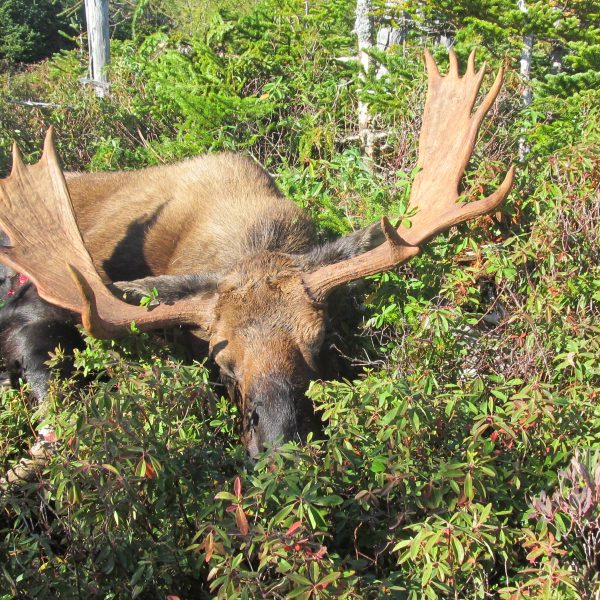 Moose Gallery | Rock Camp Outfitters | Big Game Hunting On The Great ...