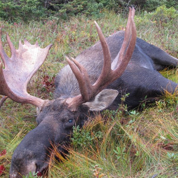 Moose Gallery | Rock Camp Outfitters | Big Game Hunting On The Great ...