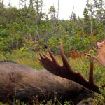 Forfaits de chasse au gros gibier au caribou des bois — Rock Camp Outfitters – Rock Camp Outfitters