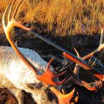 Forfaits de chasse au gros gibier au caribou des bois — Rock Camp Outfitters – Rock Camp Outfitters